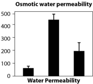 Figure A. Changes in permeability of tubules in the kidney in response to the hormone vasopressin (AVP) , which aids in osmoregulation.     Figure B. Density of aquaporins in kidney tubule cells before, during, and after administration of vasopressin.     Figure C. Permeability of tissues to water before, during, and after administration of vasopressin.     The following questions relate to these data indicating how the tubules in the kidney respond to the administration of the hormone vasopressin. -How do the data in Figure A relate to the data in Figures B and C? A) Figure B shows the method used to obtain the data in Figure A. B) Figure C is essentially a summary of the data in Figure A. C) Figure A is about water movement, and Figures B and C are about presence of aquaporins. D) Figure A has data for more than 2 hours, and Figures B and C show data all collected at the same time.