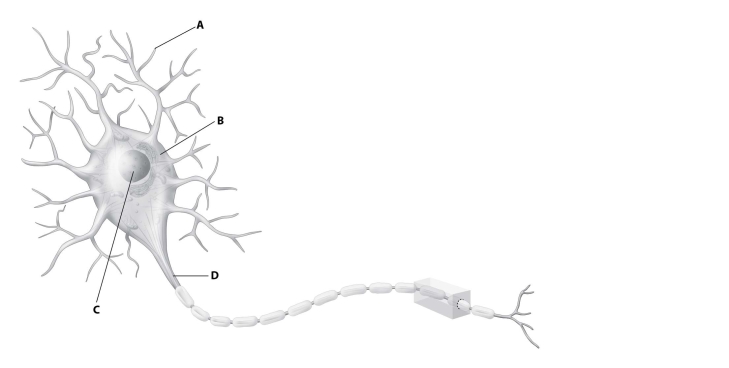 Which part of this diagram of a neuron depicts the axon?   A) part A B) part B C) part C D) part D
