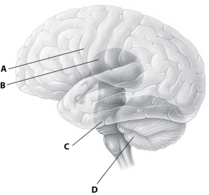 Which part of this diagram of the human brain depicts the cerebellum?   A) part A B) part B C) part C D) part D