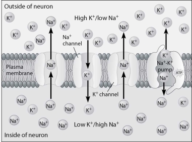 Describe what is happening in the following figure.   A) Resting potential is not restored. B) The neuron is experiencing resting potential. C) There are fewer positive charges on the inside of the neuron, so it is less negative. D) The neuron is working to restore the resting potential of -70 mV.