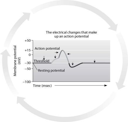 Use the figure below to answer the following questions.    -Why do the two parts of the graph marked with arrows look identical? A) They represent the depolarization and repolarization of the membrane. B) They represent the minimum change in the membrane's voltage that must occur to generate and complete the action potential. C) They represent the stimulus that begins and ends the action potential. D) They represent the resting potential before and after the action potential has occurred.