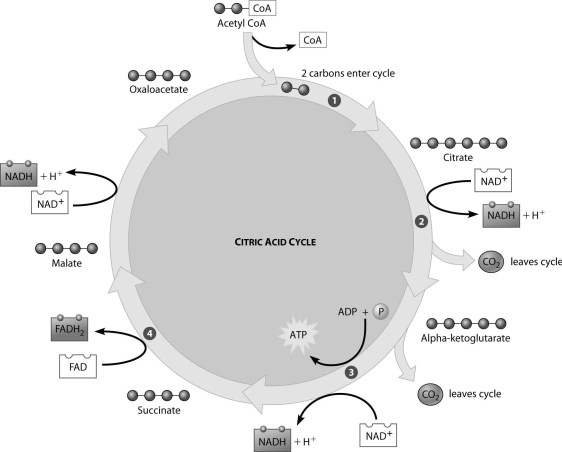 Which step of the citric acid cycle requires both NAD⁺ and ADP as reactants?   A) step 1 B) step 2 C) step 3 D) step 4