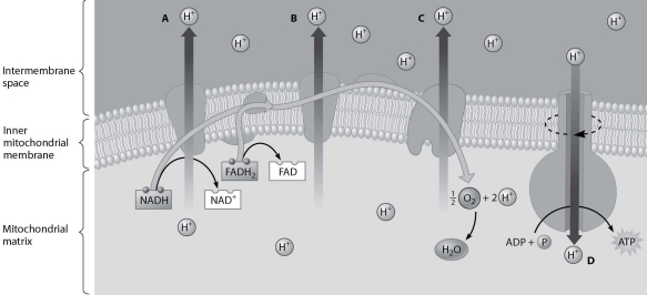 Which H⁺ has just passed through the inner mitochondrial membrane by diffusion?   A) hydrogen ion A B) hydrogen ion B C) hydrogen ion C D) hydrogen ion D