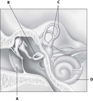 Which part of this figure depicting an ear is the cochlea?   A) part A B) part B C) part C D) part D