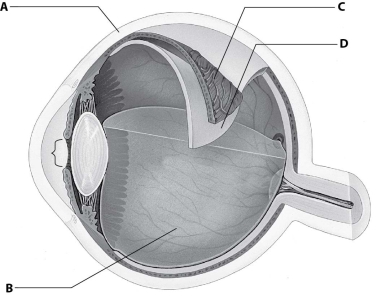 Which part of this figure depicting an eye is the retina?   A) part A B) part B C) part C D) part D