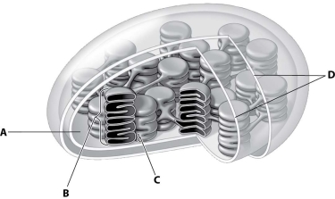In this drawing of a chloroplast, which structure represents the thylakoid membrane?   A) structure A B) structure B C) structure C D) structure D