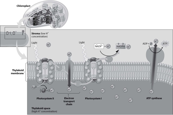 According to this figure, how do hydrogen ions make their way from the stroma to the thylakoid interior?   A) through photosystem I B) through an electron transport chain molecule C) through the ATP synthase D) directly through the phospholipids of the thylakoid membrane