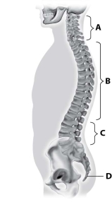 Which part of this figure depicts the thoracic vertebrae?   A) part A B) part B C) part C D) part D