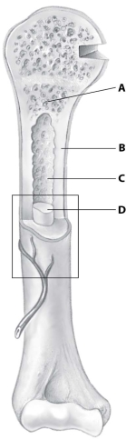 Which part of this figure depicting a bone shows spongy bone tissue?   A) part A B) part B C) part C D) part D