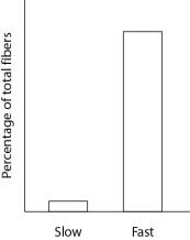 An animal's locomotor muscle was dissected and the percentages of fast and slow fibers were determined and plotted in the figure below. Which of the following muscles is the likely source for this data?   A) flight muscles of a migratory bird B) thigh muscles of a marathon runner C) neck muscles of a chimpanzee D) jumping muscles of a frog