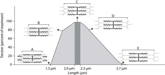 After reading the paragraph below, answer the questions that follow. When sarcomeres contract, they generate force (tension) . However, the amount of force generated depends on the sarcomere length and the amount of thick and thin filament overlap. Below is a figure that details the force-generating properties of a single sarcomere. This figure was modified from a scientific paper by Al Gordon and colleagues from 1966 and is a classic illustration of the relationship between sarcomere length and force.    -At what point on the graph is the sarcomere the most extended? A) point A B) point B C) point C D) point E