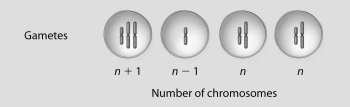 If these four cells resulted from cell division of a single cell with diploid chromosome number 2n = 4, what best describes what just occurred?   A) normal meiosis B) translocation C) inversion D) nondisjunction
