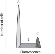 After reading the paragraphs below, answer the questions that follow. A technique called flow cytometry is used by scientists and researchers to count or sort cells based on specific properties. By labeling cellular DNA with a fluorescent dye, flow cytometry can sort cells based on the amount of DNA present, thereby making it possible to distinguish between cells that are in different stages of the cell cycle. Flow cytometry is especially useful to the medical community because it can help with the diagnosis of certain types of cancers. Below is a typical set of data that you might obtain when running a flow cytometry experiment using a sample of healthy skin cells. Use this figure to help you answer the following questions.    -In this sample of cells, what stage of the cell cycle are most of the cells in? A) G₁ B) S C) G₂ D) mitosis