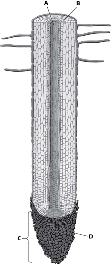 Which part of this root tip is the apical meristem?   A) part A B) part B C) part C D) part D
