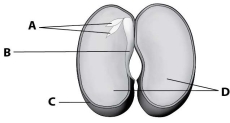 Which part of this seed contains stored food that allows the seed to grow until it can perform photosynthesis?   A) part A B) part B C) part C D) part D