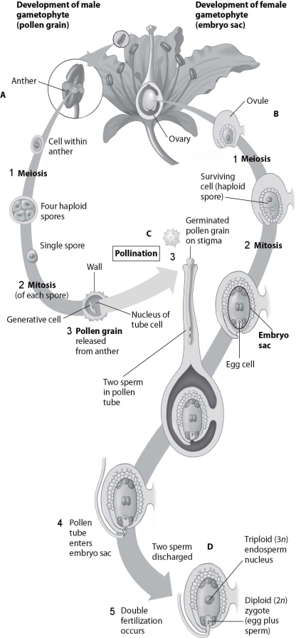   -Which structure is the result of double fertilization? A) structure A B) structure B C) structure C D) structure D