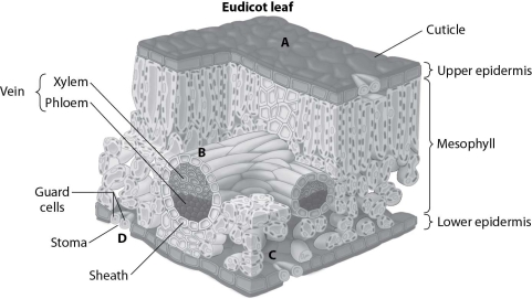   -In the figure above, which structure allows sufficient water to enter the leaf? A) structure A B) structure B C) structure C D) structure D