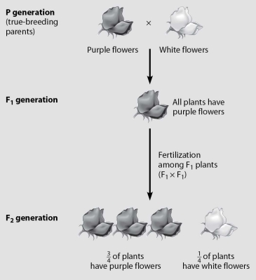 Which plants in this figure must all be heterozygous?   A) purple-flowered plants in the P generation B) white-flowered plants in the P generation C) purple-flowered plants in the F₁ generation D) purple-flowered plants in the F₂ generation