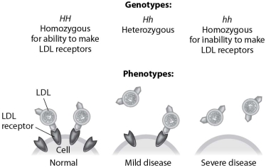According to this figure, heterozygotes for this form of hypercholesterolemia suffer from the disease because they   A) produce an abnormally shaped LDL receptor. B) don't produce any LDL receptors. C) produce too many LDL receptors. D) don't produce enough LDL receptors.