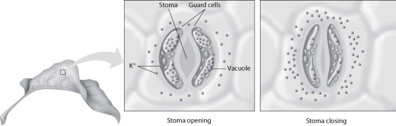   -What is implied by this figure?   A) The clay particle has a negative charge at its surface. B) The clay particle has a positive charge at its surface. C) The root hair has a negative charge at its surface. D) The plant does not need K⁺.