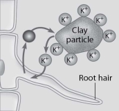   -What is implied by this figure?   A) The clay particle has a negative charge at its surface. B) The clay particle has a positive charge at its surface. C) The root hair has a negative charge at its surface. D) The plant does not need K⁺.