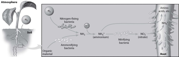   -According to this figure, which of the following can directly use atmospheric N₂   A) plant roots B) nitrogen-fixing bacteria C) ammonifying bacteria D) nitrifying bacteria