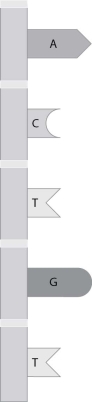 What nucleotide sequence would be found on the partner DNA strand of the strand shown?   A) ACTGT B) UGAGA C) TGACA D) TGUGU