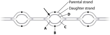 If the left end of the daughter strand indicated by the arrow in the figure is being synthesized in one continuous piece, then   A) the DNA at point A is being synthesized in one continuous piece. B) the DNA at point B is being synthesized in small pieces. C) the DNA at point C is being synthesized in one continuous piece. D) the DNA at point D is being synthesized in one continuous piece.