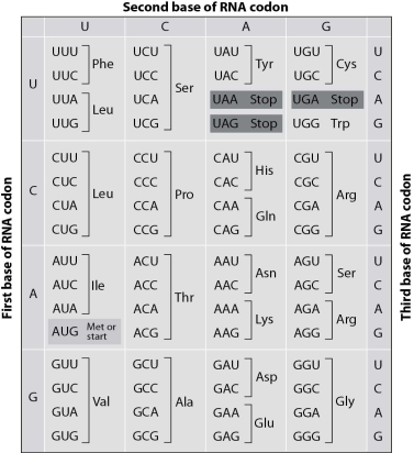 Using the genetic code below, what protein sequence does the RNA sequence CUAGCUCGAUAUCUC code for?   A) Asp - Ala - Arg - Ile- Leu B) Val - Arg - Ala - Phe - Stop C) Leu - Gly - Tyr - Ala - Leu D) Leu - Ala - Arg - Tyr - Leu