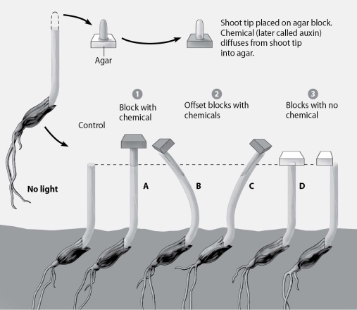   -In addition to demonstrating that auxin stimulates elongation, this diagram also shows that A) application of additional auxin causes greater bending. B) the application of auxin causes growth. C) removing shoot tips also removes auxin receptors. D) the lower parts of the hoot are able to detect light.