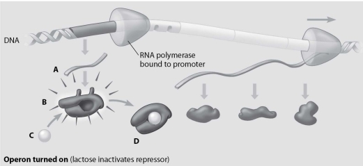 In this drawing of the lac operon, which molecule is an inactive repressor?   A) molecule A B) molecule B C) molecule C D) molecule D