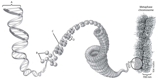 Which structure in this figure shows one complete nucleosome?   A) structure A B) structure B C) structure C D) structure D
