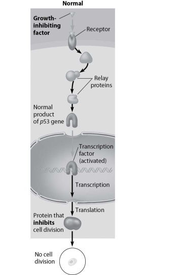 The figure below shows a normal cell transduction pathway. If the receptor wasn't there, which of the following is the most likely outcome?   A) Cell division will occur normally. B) Cell division will not occur at all. C) Cell division will be increased. D) Cell division will be decreased.