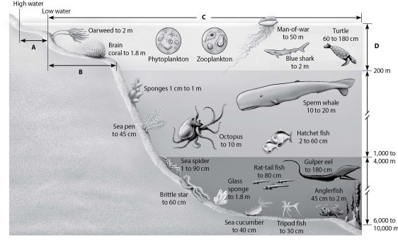  -In what ways are zones A and C similar to other biomes? A) In abiotic factors, A is similar to rivers and C is most like lakes. B) In species diversity, A is most like tropical rain forests and C is like temperate broadleaf forests. C) In sunlight, A is most like the tundra and C is like coniferous forests. D) In organism sizes, A is most like savannas and C is most like deserts.