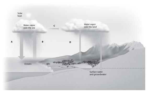   -Forest destruction would have the greatest impact on which arrow? A) arrow A B) arrow B C) arrow C D) arrow D