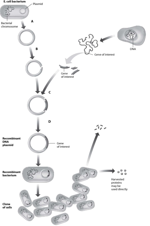 Which step in this process requires use of restriction enzymes?   A) step A B) step B C) step C D) step D
