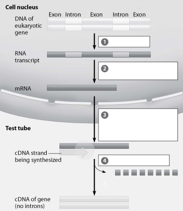 Which step in the creation of cDNA involves the use of reverse transcriptase?   A) step 1 B) step 2 C) step 3 D) step 4