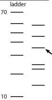 Use the figure below to answer the following question. The bands in the ladder are in 10-base increments, starting with 10 bases at the bottom and going to 70 bases at the top. Approximately how many bases are in the DNA molecule that the arrow is pointing to?   A) 30 bases B) 36 bases C) 40 bases D) 44 bases