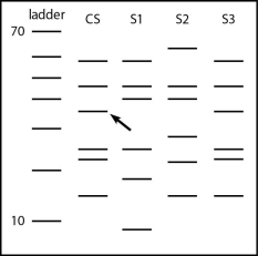Use the figure below to answer the following question. The bands in the ladder are in 10-base increments, starting with 10 bases at the bottom and going to 70 bases at the top. CS, crime scene; S1, suspect 1; S2, suspect 2; S3, suspect 3. Which suspect is likely to have committed the crime?   A) suspect 1 B) suspect 2 C) suspect 3 D) suspect 1 or 2