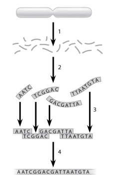 Below is a figure depicting the whole-genome shotgun method. Which step is most similar to a step used when preparing a genomic library?   A) step 1 B) step 2 C) step 3 D) step 4