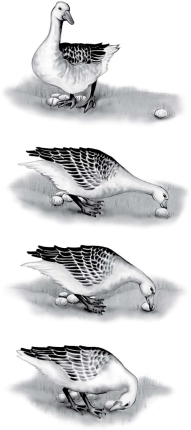 What type of behavior is illustrated by the bird in this figure?   A) territoriality B) mating behavior C) fixed action pattern D) foraging
