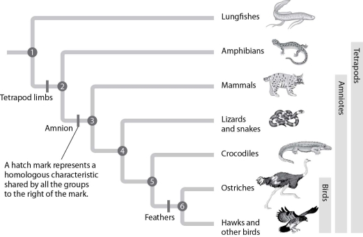 According to this figure, which pair of organisms shares the most recent common ancestor?   A) lungfishes and amphibians B) amphibians and lizards C) mammals and crocodiles D) lizards and ostriches
