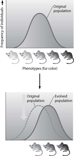   -Which statement best describes the mode of selection depicted in the figure? A) stabilizing selection, changing the average color of the population over time B) directional selection, favoring the average individual C) directional selection, changing the average color of the population over time D) disruptive selection, favoring the average individual