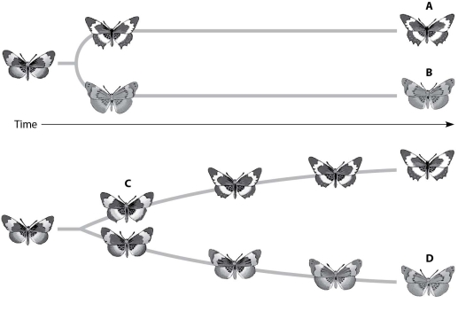Which butterfly has changed gradually but significantly from its ancestor through microevolutionary events that were not part of a speciation event?   A) butterfly A B) butterfly B C) butterfly C D) butterfly D