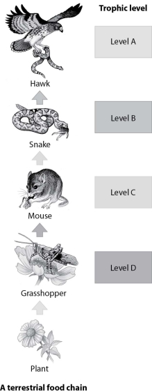 Which trophic level in this food chain represents the secondary consumer?   A) trophic level A B) trophic level B C) trophic level C D) trophic level D