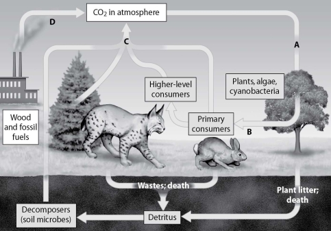 Which arrow shows CO₂ released as a product of cellular respiration?   A) arrow A B) arrow B C) arrow C D) arrow D