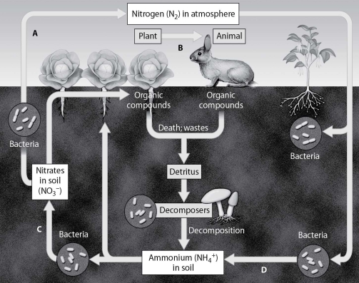 Which arrow shows nitrogen fixation?   A) arrow A B) arrow B C) arrow C D) arrow D