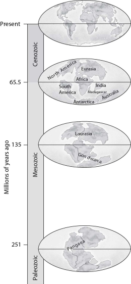 According to this figure, if a species were found only in Laurasia 135 million years ago, on which modern continents would its descendants most likely be found today?   A) North America only B) Europe and Asia only C) North America, Europe, and Asia D) Africa and South America