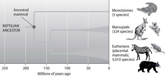 According to this figure, during what time frame was there an adaptive radiation of eutherians?   A) about 200 million years ago B) about 170 million years ago C) from 140 to 100 million years ago D) from 100 million years ago to the present