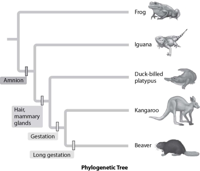 Below are phylogenetic trees of vertebrates (A) and reptiles (B) . Using the data in these models, what might a Tyrannosaurus rex taste like? (A)    (B)    A) beef steak B) frog legs C) chicken legs D) pork chops